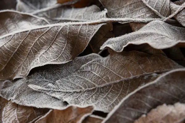 Nahaufnahme Von Abgefallenen Dunklen Blättern Einer Mit Frost Oder Schnee — Stockfoto