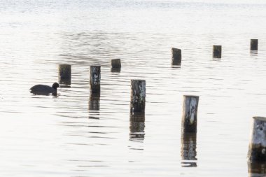 Hüzünlü bir manzara. Yalnız bir ördek kışın nehir boyunca yüzer. Ahşap direklerin yanında, geometrik bir şekil oluşturur..