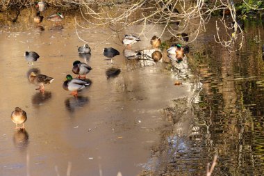 Donmuş bir göletin buzunda duran bir grup vahşi ördek.