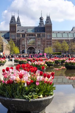 2023, Mayıs, Hollanda, Amsterdam Hollanda 'nın tarihi merkezinde çiçek açan laleler. Rijksmuseum. 