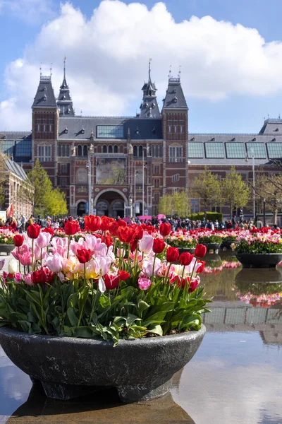  Hollanda, Amsterdam 'ın tarihi merkezinde çiçek açan laleler. Rijksmuseum