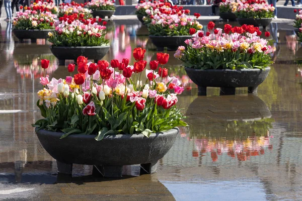Красивый Букет Цветных Тюльпанов Вид Сверху — стоковое фото