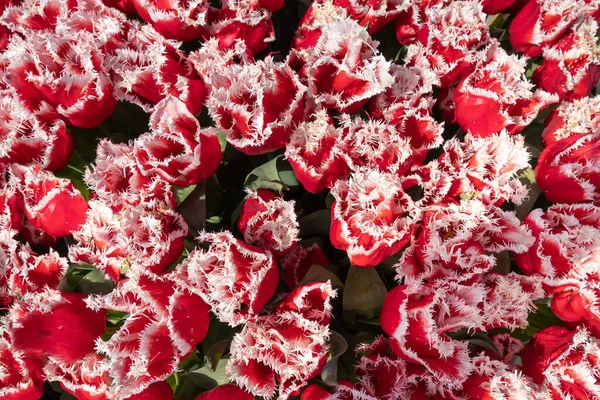 美しい赤い花束に白いチューリップトップビュー — ストック写真