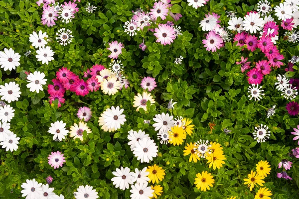 カラフルな花のバナー トップビュー — ストック写真