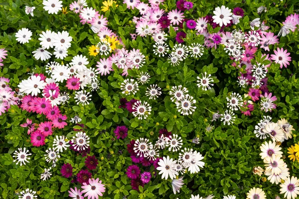 カラフルな花のバナー トップビュー — ストック写真