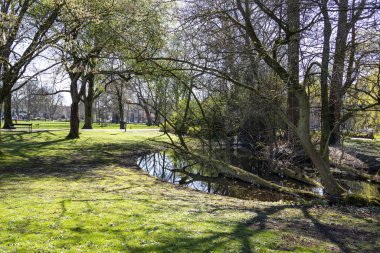 Bahar manzarası. Suda yaşlı bir ağaç yetişiyor..
