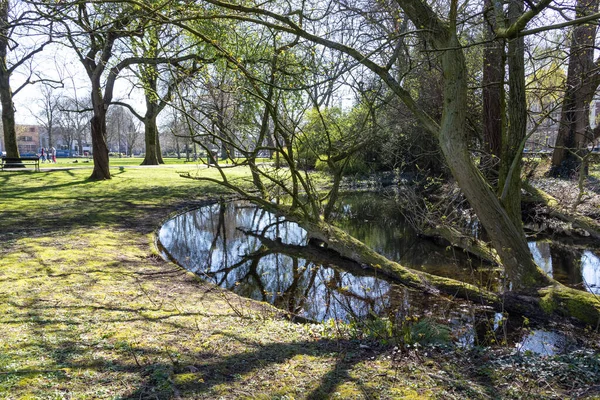 Frühlingslandschaft Ein Alter Baum Wächst Wasser — Stockfoto