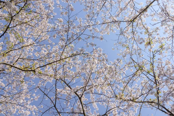 Цвіт Вишні Блакитне Небо — стокове фото