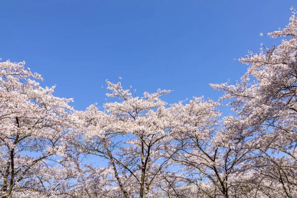 Цвіт Вишні Блакитне Небо — стокове фото