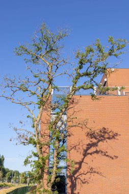 Yaprakları olmadan yapayalnız, hasta bir ağaç vurmak binaya güzel bir gölge verir. Ekoloji problemi. Çevre koruma.