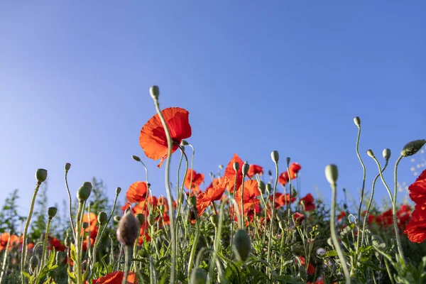 stock image Shot of red poppies against a blue clear sky