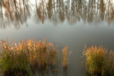 Nehrin kıyısında bitkiler, göl, göl. Yakın çekim su manzarası.