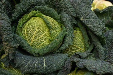 Yapraklı taze savoy lahanasını yakından çek.