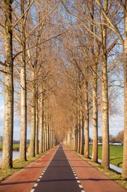 Mavi gökyüzüne karşı çıplak ağaçlarla dolu bir sokak. Ara sokağın ortasında bir yol ve bir bisiklet yolu var. Bir araba ve bisiklet yolu tarla ve kanal boyunca akar. Yol boyunca ağaçlar büyür..