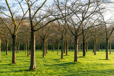 Ağaçlar ince sıralarda parka dikildi. Bahar manzarası. Çevre koruma kavramı.