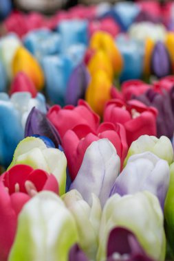 Bahar günü tomurcukları olan çok renkli laleler.