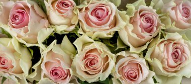  Yakın plan taze pastel renkli gül tomurcukları, afiş.