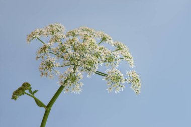 Mavi arka planda yabani havuç çiçeğinin makro çekimi