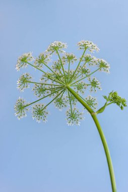 Mavi arka planda yabani havuç çiçeğinin makro çekimi