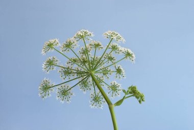 Mavi arka planda yabani havuç çiçeğinin makro çekimi