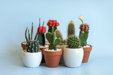 Mavi arkaplandaki farklı saksı kaktüsleri
