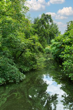 Ağaçlar ve çalılar arasında akan yeşil cüppeli sakin bir nehirle orman manzarası bulutlarla gökyüzünü yansıtıyor.,