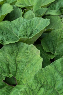 Japon tereyağı bitkilerinin büyük yeşil yapraklı yakın çekimi.