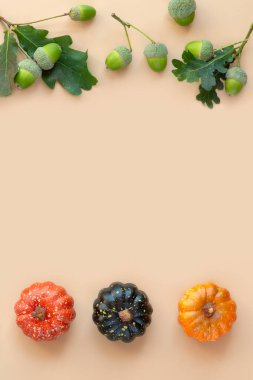 Sonbahar dekoratif elementleri - balkabağı ve meşe palamudu Pembe arka planda fotokopi alanı ile mevsimsel kompozisyonlar kullanılması için