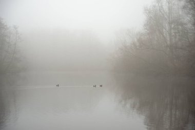 Sisli sabahlarda yüzen ördeklerle dolu bir su manzarası. Arka planda ağaçlar