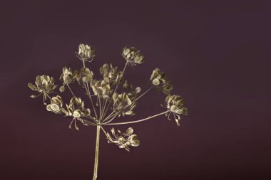 Kahverengi arka planda çekirdek başlıklı kurumuş bir bitkinin makro fotoğrafı.