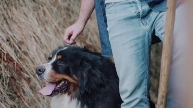 Bir Bernese dağ köpeğini okşayan bir adamın samanlı bir ağılda duruşu. Yurt içi çiftlik. Tarım ve ekoloji. Ağır çekim. Bernese dağ köpeği gülümsüyor. Yüksek kalite 4k görüntü