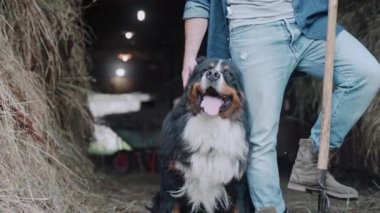 Bernese dağ köpeğini okşayan bir adamın samanla ahırda duruşu. Yurt içi çiftlik. Tarım ve ekoloji. Ağır çekim. Bernese dağ köpeği gülümsüyor. Yüksek kalite 4k görüntü