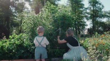 Güneşli bir günde bahçelerinde böğürtlen toplayan genç anne ve oğul. Sürdürülebilir yaşam tarzı. Bir çocuğa bitkileri öğreten kadın. Mutlu aile birlikte vakit geçiriyor. Yüksek kalite 4k görüntü