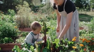 Anne ve çocuk güneşli bir günde bahçelerinde vakit geçiriyorlar. Sürdürülebilir yaşam tarzı. Bir çocuğa bitkileri öğreten kadın. Mutlu aile birlikte vakit geçiriyor. Yüksek kalite 4k görüntü