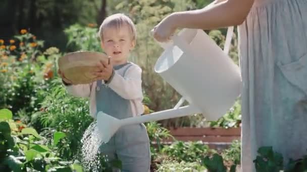 Молодые Мать Сын Поливают Овощи Своем Саду Солнечный День Устойчивый — стоковое видео