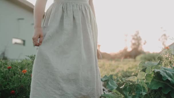 Uma Mulher Vestido Reúne Repolho Jardim Casa Pôr Sol Estilo — Vídeo de Stock