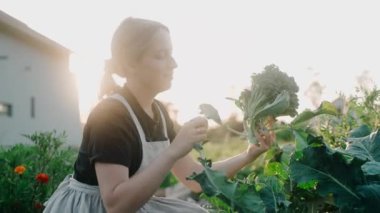 Elbise giymiş bir kadın gün batımında ev bahçesinde lahana kesiyor. Sürdürülebilir yaşam tarzı. Bahçesinden lahana kesmek için bıçak kullanan bir kadın. Sebze topluyorum. Ahır evi. Yüksek kalite 4k görüntü