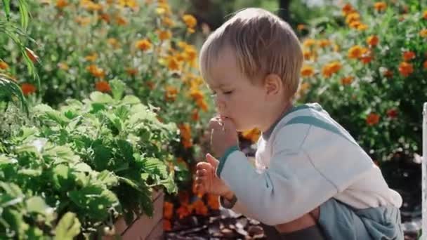 Ein Kleiner Junge Isst Einem Sonnigen Tag Blätter Garten Nachhaltiger Stockvideo