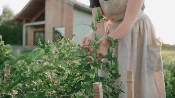 Uma Mulher Num Vestido Recolher Verduras Jardim Pôr Sol Estilo — Vídeo de Stock