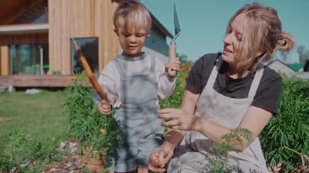 Matka Syn Zbierający Marchewki Ogrodzie Pobliżu Stodoły Słoneczny Dzień Zrównoważony — Wideo stockowe