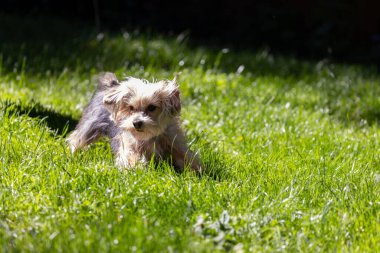 Dışarıda uzun otların arasında oynayan sevimli küçük Yorkie yavrusu. Yüksek kalite fotoğraf