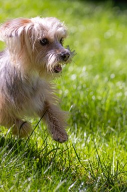 Çimenlerde koşan neşeli Yorkie 'ye yaklaş. Yüksek kalite fotoğraf