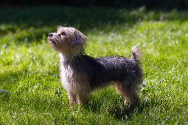 Bahçede duran küçük ayık Yorkie. Yüksek kalite fotoğraf