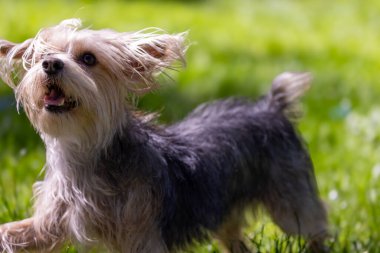 Küçük Yorkie yazın çimlerde koşuyor. Yüksek kalite fotoğraf