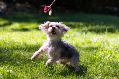 Genç Yorkie zıplayıp oyuncaklarla oynuyor. Yüksek kalite fotoğraf