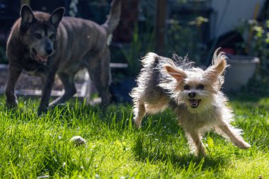 Küçük çılgın Yorkie büyük brindle köpeğinin yanında oynuyor. Yüksek kalite fotoğraf