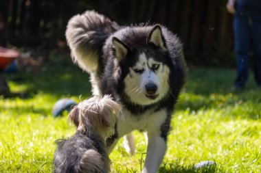 Husky surat asıyor ve Yorkie ile oynuyor. Yüksek kalite fotoğraf