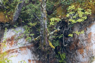 Kuzeybatı Pasifik 'teki Cliffside' dan ağaçlar büyüyor. Yüksek kalite fotoğraf