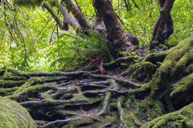 Washington Ormanı 'nda yosun kaplı ağaç dalları. Yüksek kalite fotoğraf