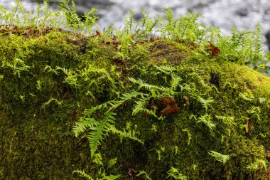 Moss ve Fern 'in Kapalı Kayası' nın Yakınları. Yüksek kalite fotoğraf